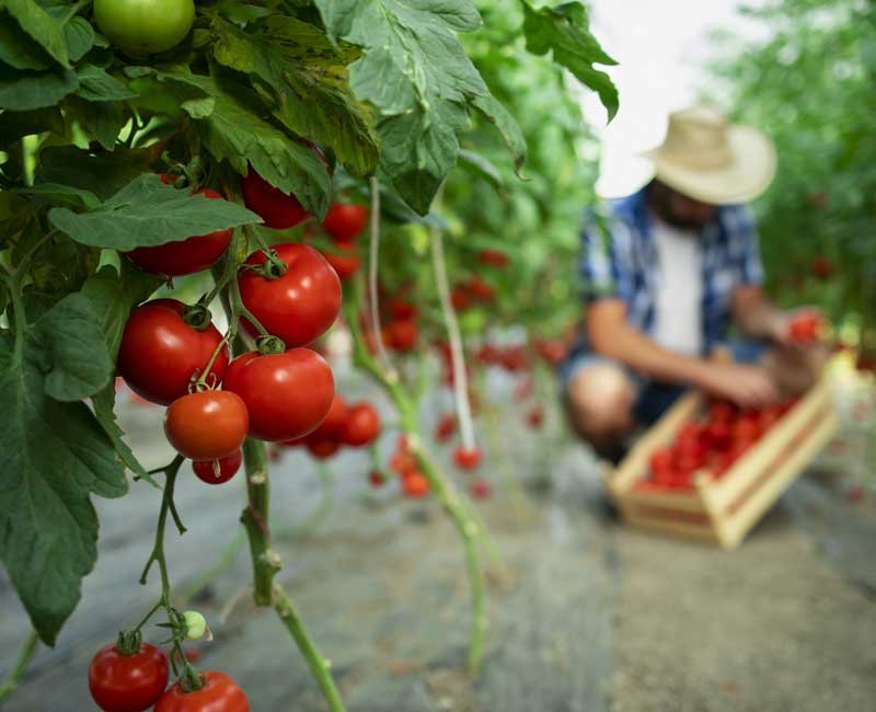 organic-food-farm