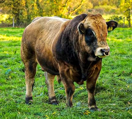 Aubrac-general-info