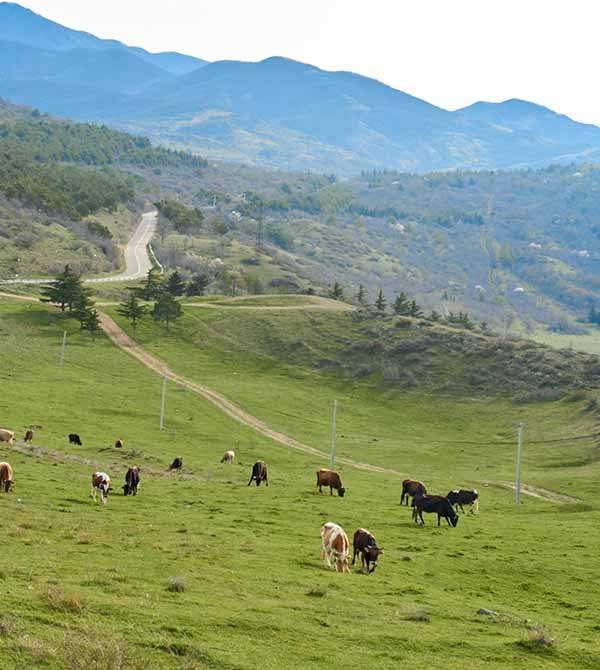 Beef-Shorthorn-farm