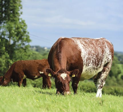 Beef-Shorthorn-general-info