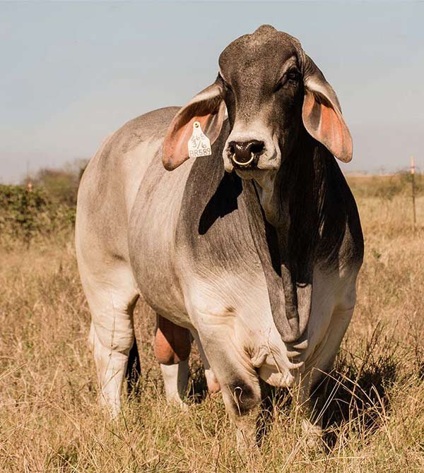 Brahman-farm