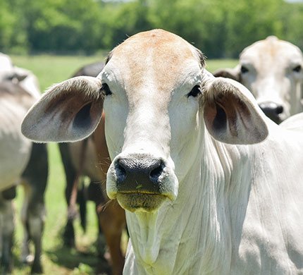 Brahman-general-info