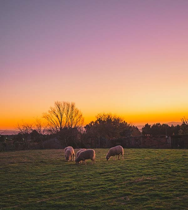 British-White-farm