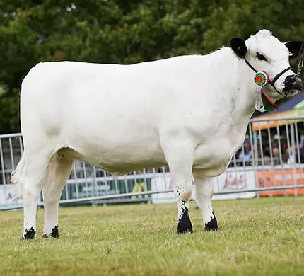 British White Cattle