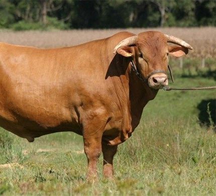 Caracu Cattle