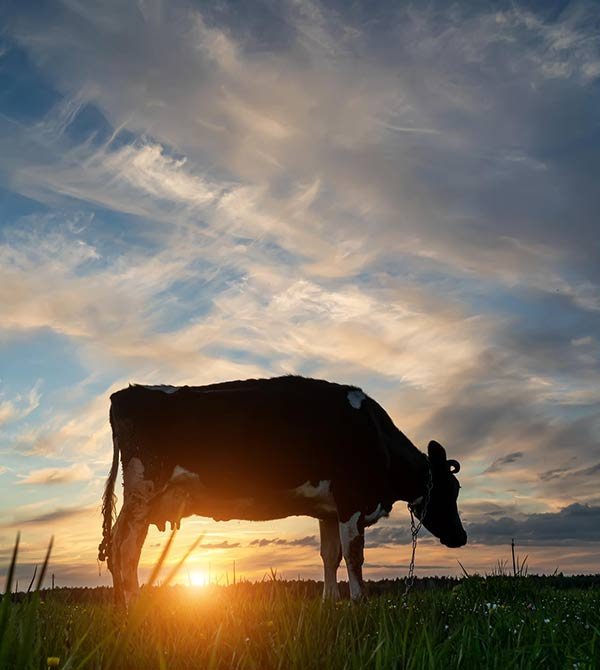 Dairy-Shorthorn-farm