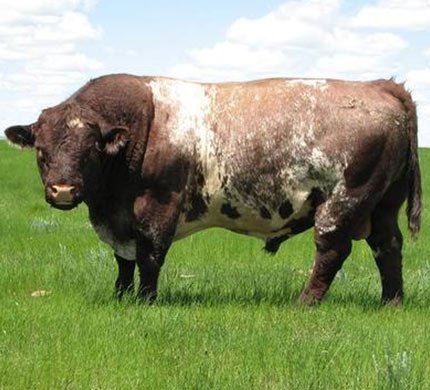 Dairy-Shorthorn-general-info