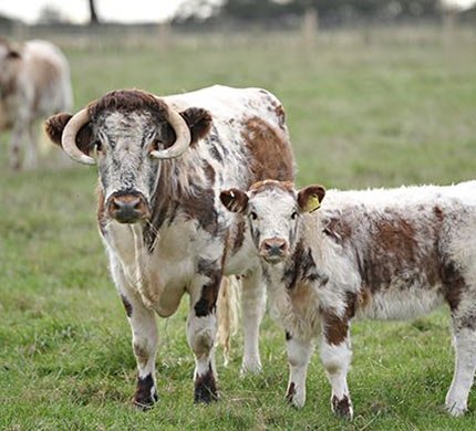 English-Longhorn-general-info