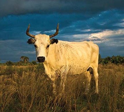 Florida-Cracker-cattle-general-info