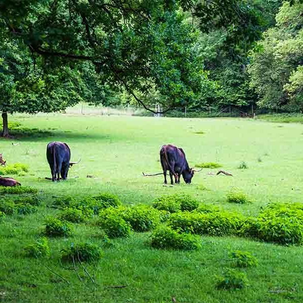 Gir-cow-farm