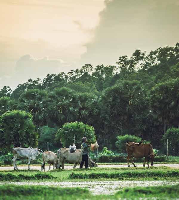 Hallikar-farm