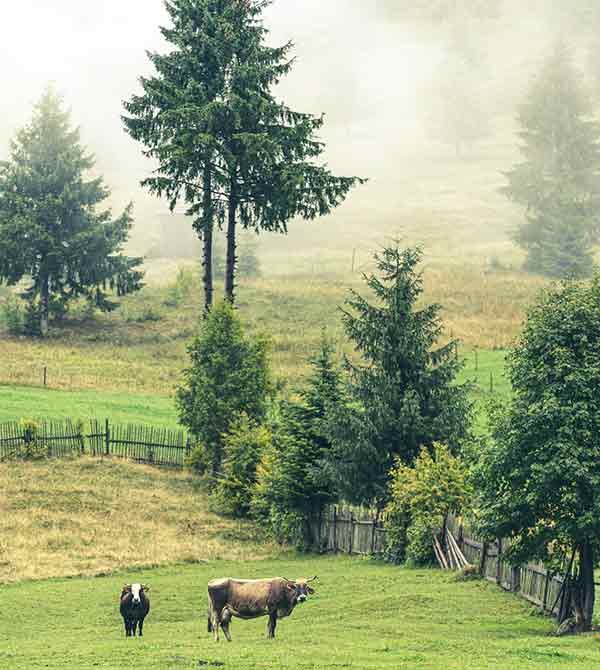 Heck-Cattle-farm