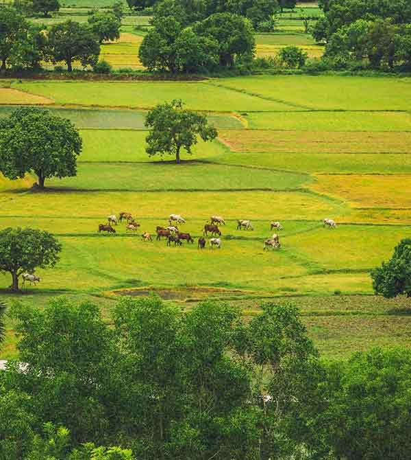 Hungarian-Grey-farm