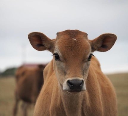 Bengali Cow