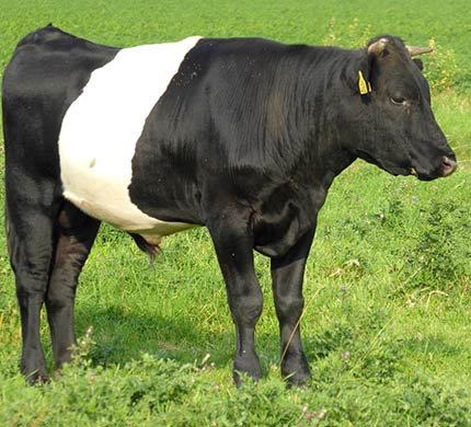 Lakenvelder Cattle