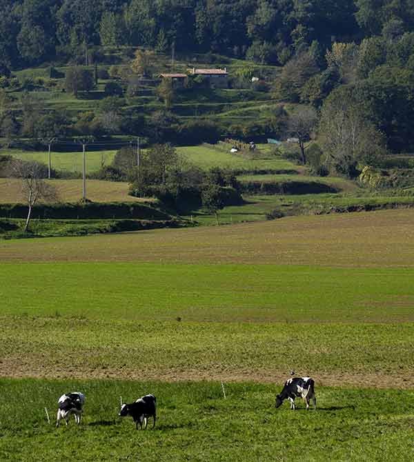 Maine-Anjou-farm