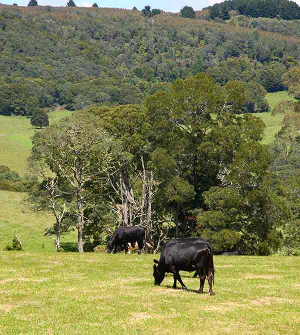 Podolica-farm