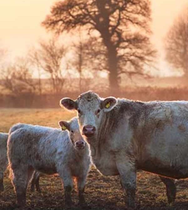 Shorthorn-cow