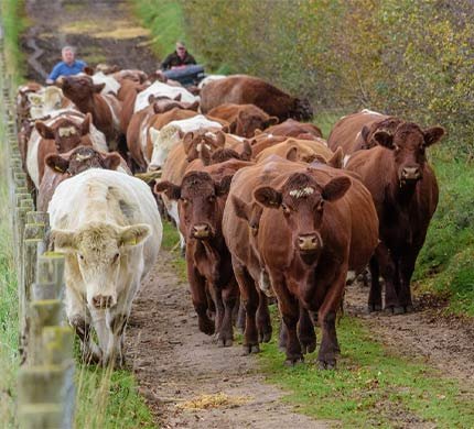 Shorthorn cattle