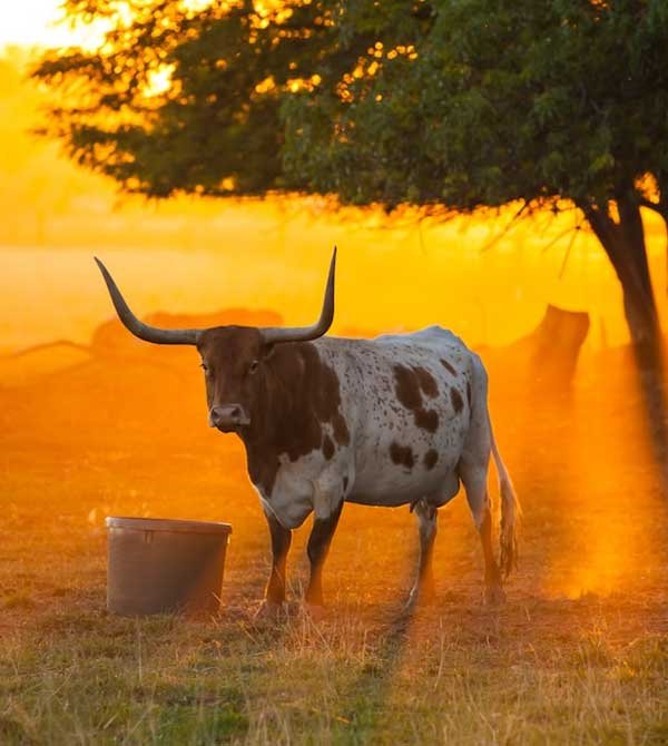 Texas-Longhorn-farma