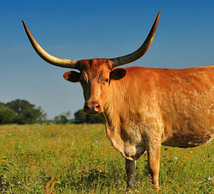 Texas-Longhorn-general-info