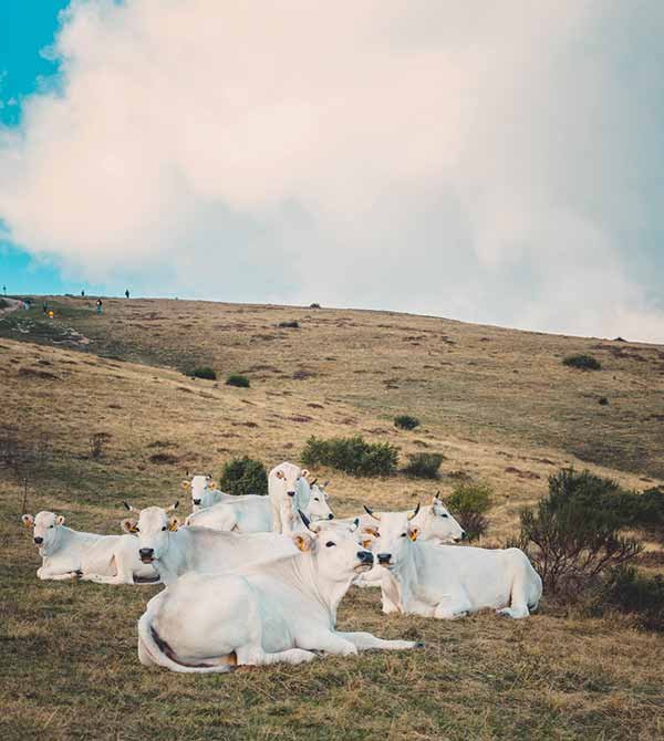 White-park-farm