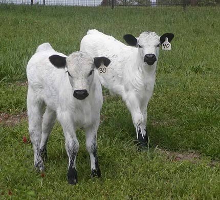 White park cattle