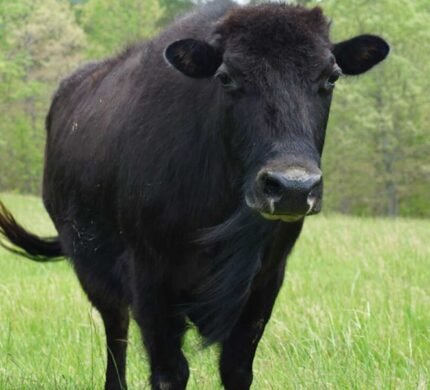 beefalo_cow