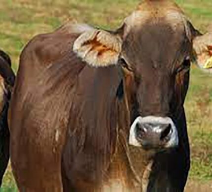 brown swiss cattle