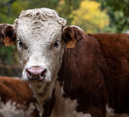 Hereford Cattle