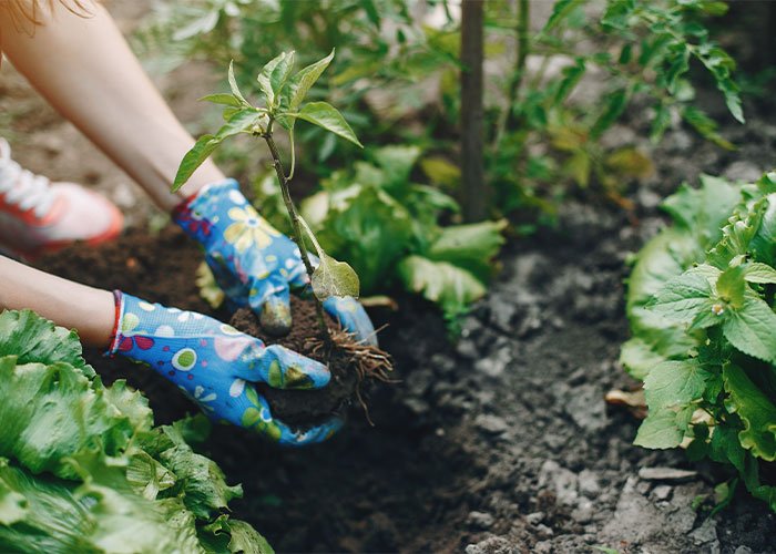 human-waste-plant