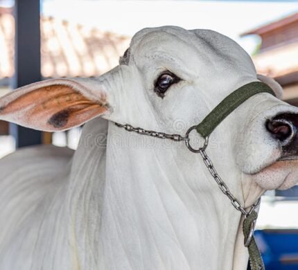 ongole_cattle