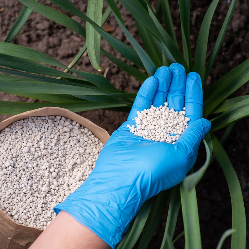 phosphate-fertilizer-in-plant