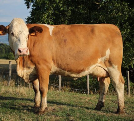 simmental cattle