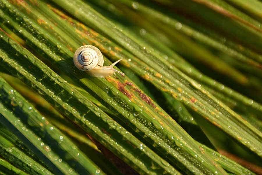 Molluscicides