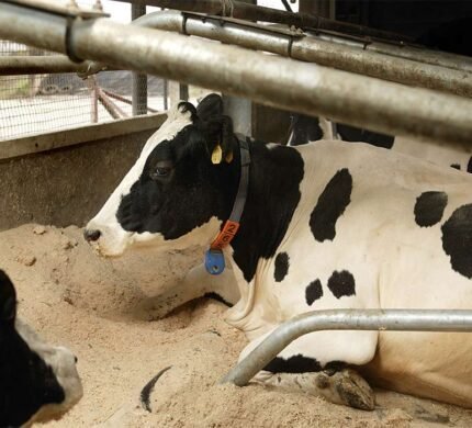 Holstein Friesian cattle