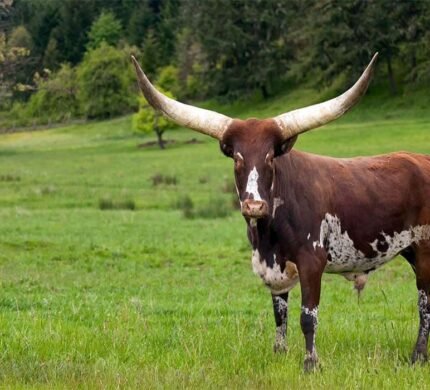 ankole watusi