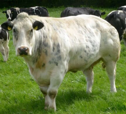 belgian_blue_general_info