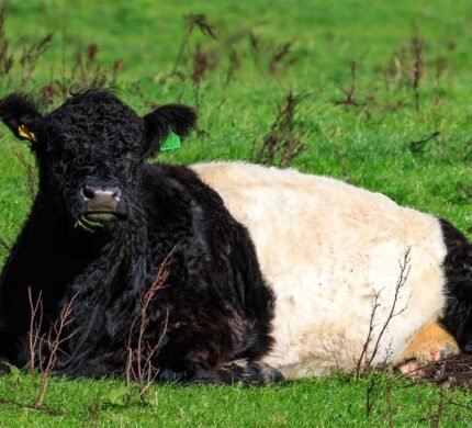 belted_galloway_general_info