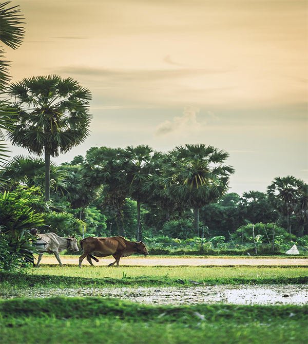 french_farm