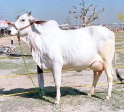 Hariana Cow