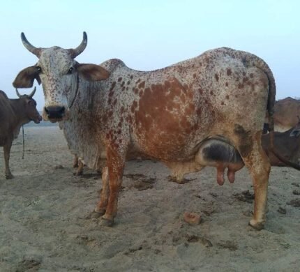 rathi cow