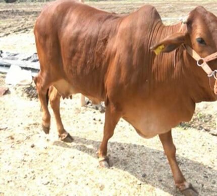 sahiwal cow